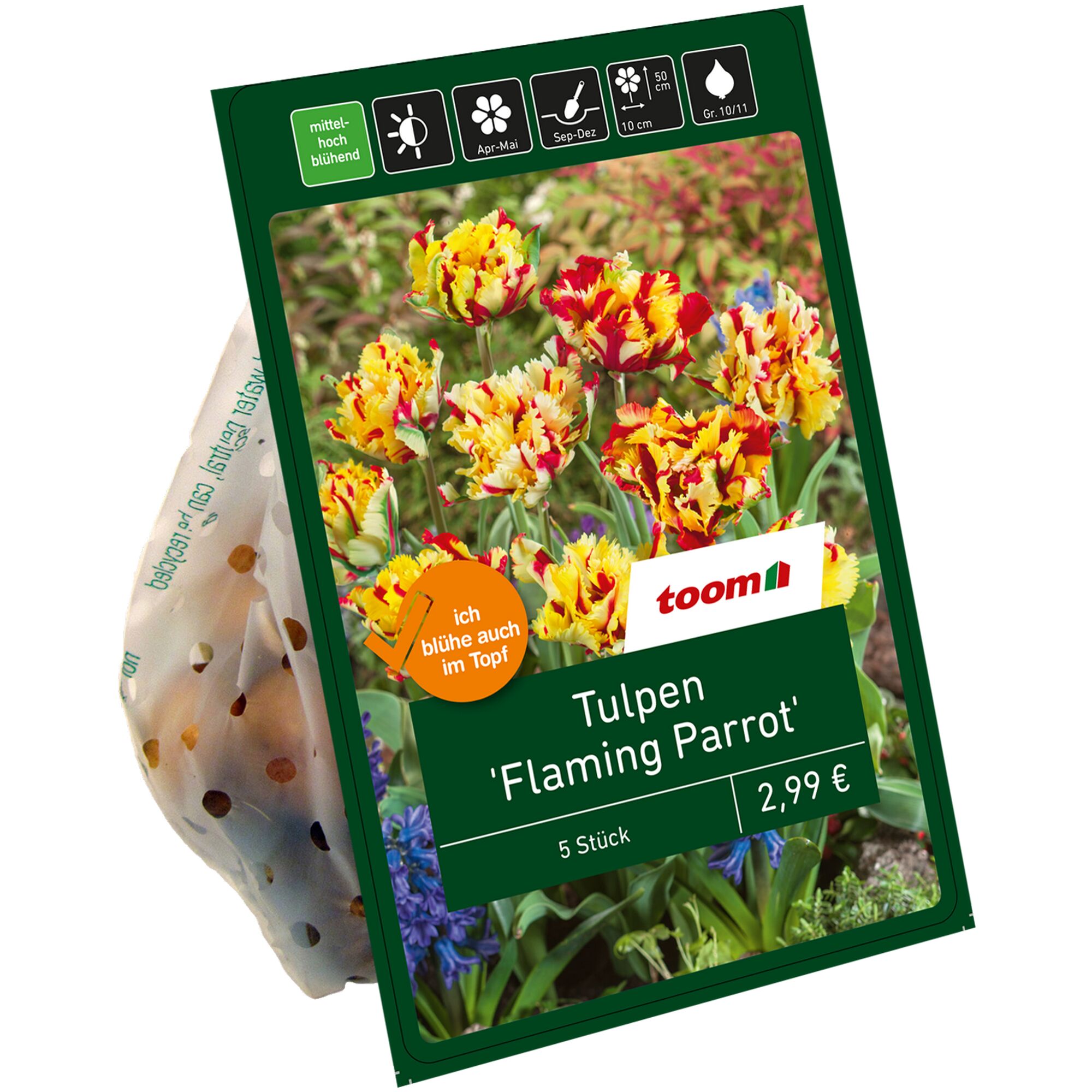 Toom Tulpen 'Flaming Parrot'