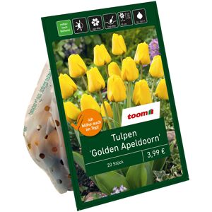 Tulpen 'Golden Apeldoorn' gelb 20 Zwiebeln