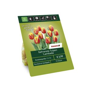 Gefranste Tulpen 'Lambada' rot-gelb 10 Zwiebeln