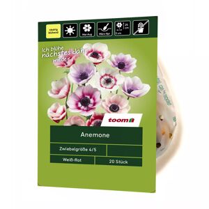 Anemone weiß-rot 20 Stück