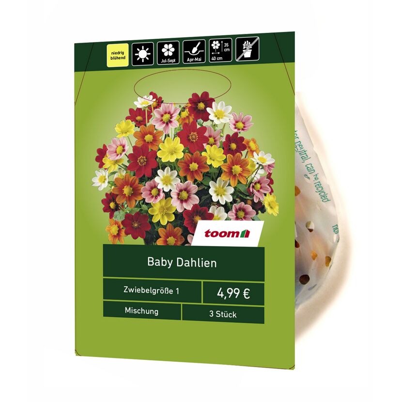 Baby Dahlien, Mischung, 3 Stück