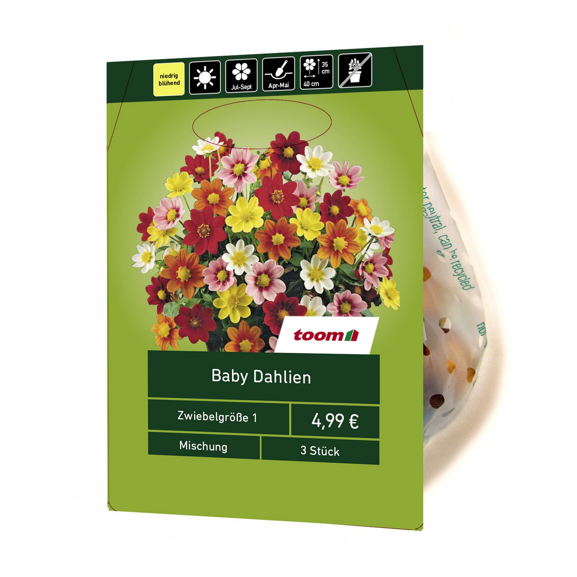 Baby Dahlien, Mischung, 3 Stück
