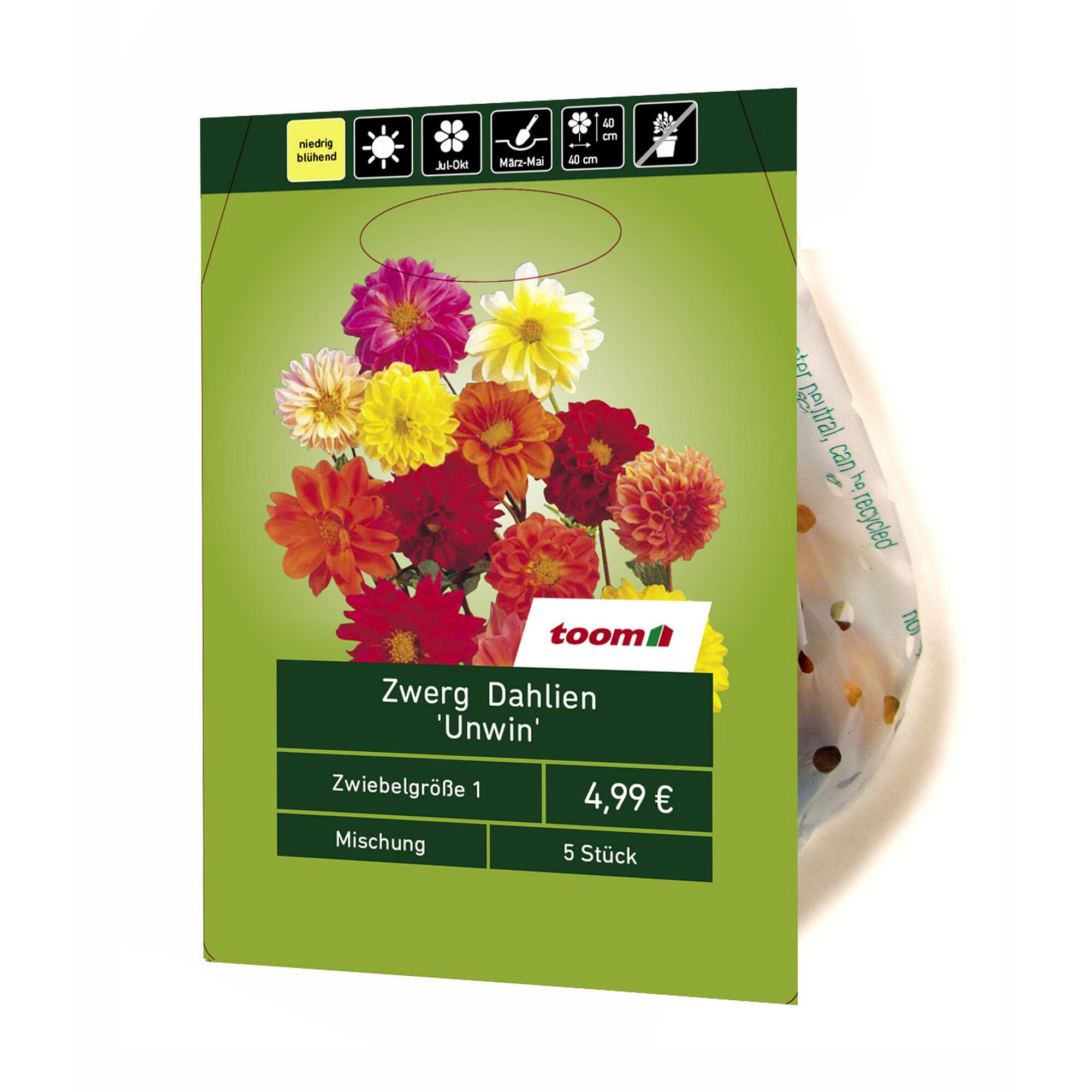 Eine Packung mit bunten Zwerg Dahlien der Sorte 'Unwin'