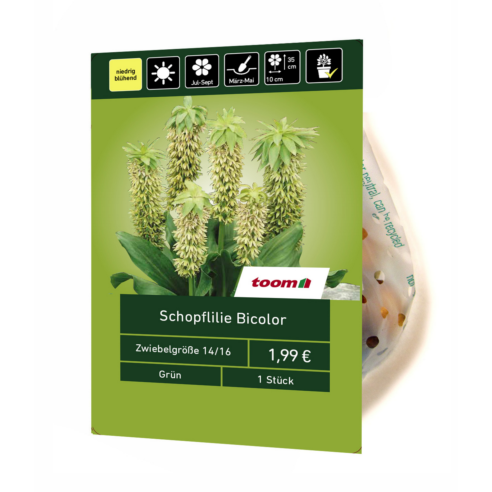 Schopflilie Bicolor grün 1 Stück + product picture