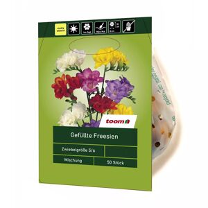 Freesien gefüllt 50 Stück