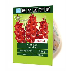 Gladiolen 'Traderhorn' 10 Stück