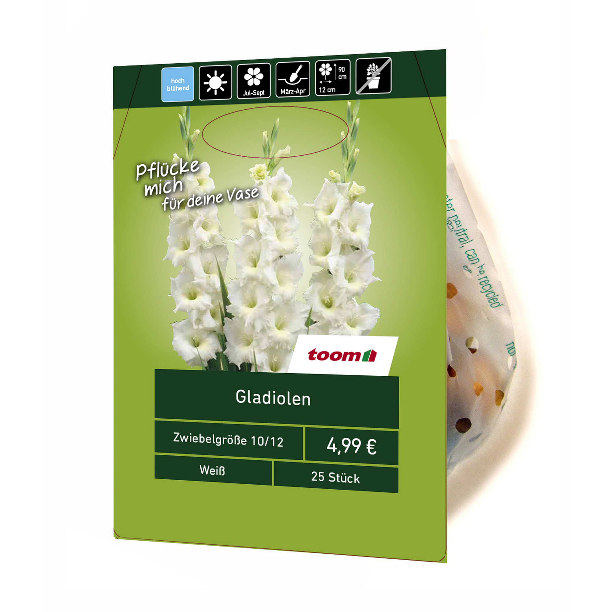 Gladiolen weiß 25 Stück + product picture