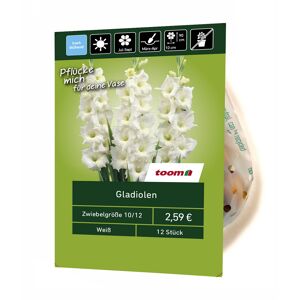 Gladiolen weiß 12 Stück
