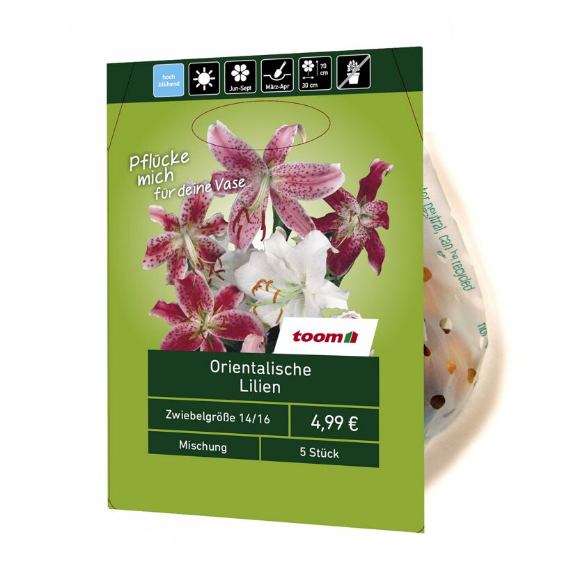 Orientalische Lilien 5 Stück