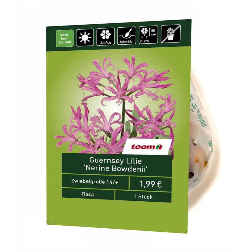 Guernsey-Lilie 'Nerine Bowdenii' 1 Stück