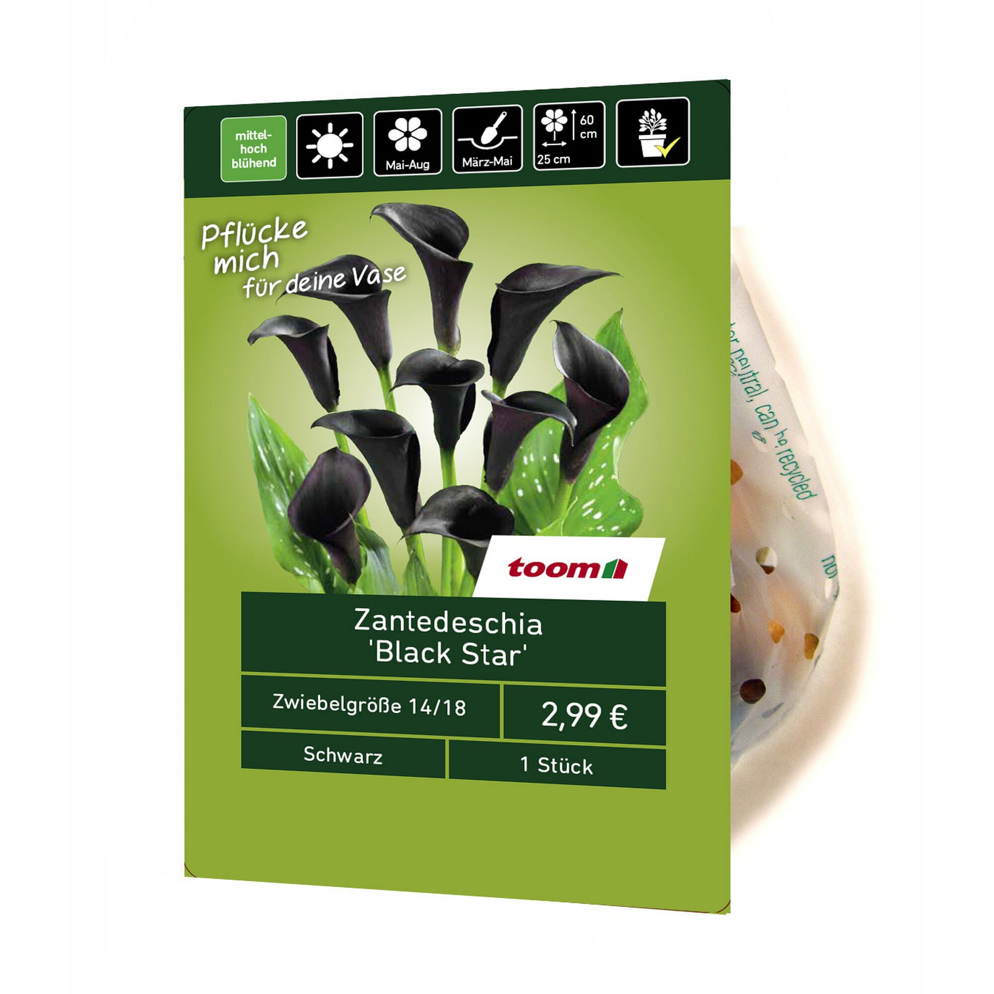 Schwarze Zantedeschia 'Black Star'