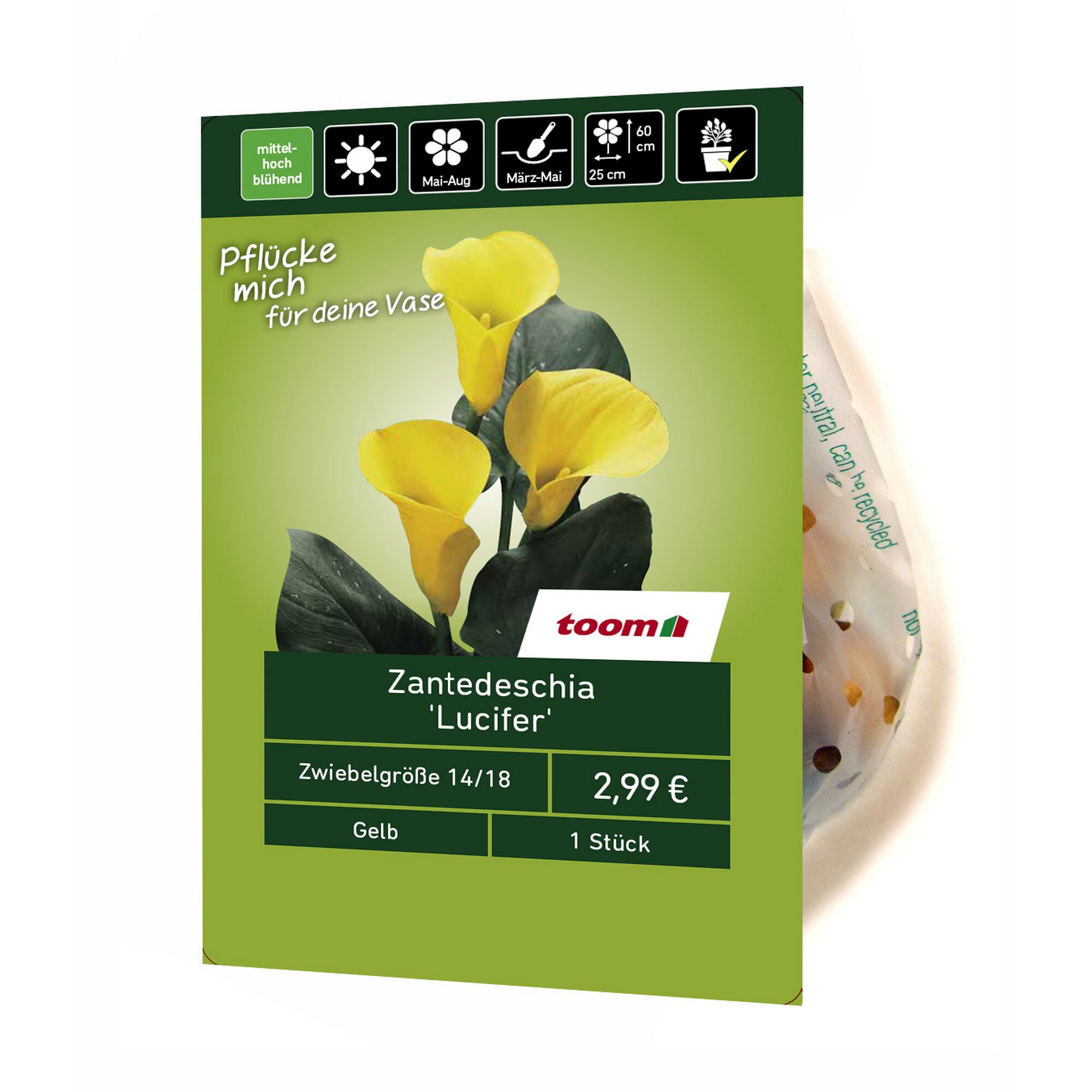 Zantedeschia 'Lucifer', gelb
