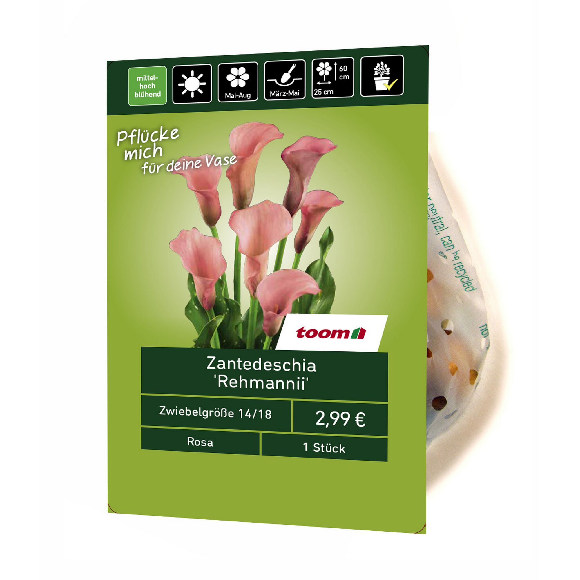 Zantedeschia, rosa, 1 Stück