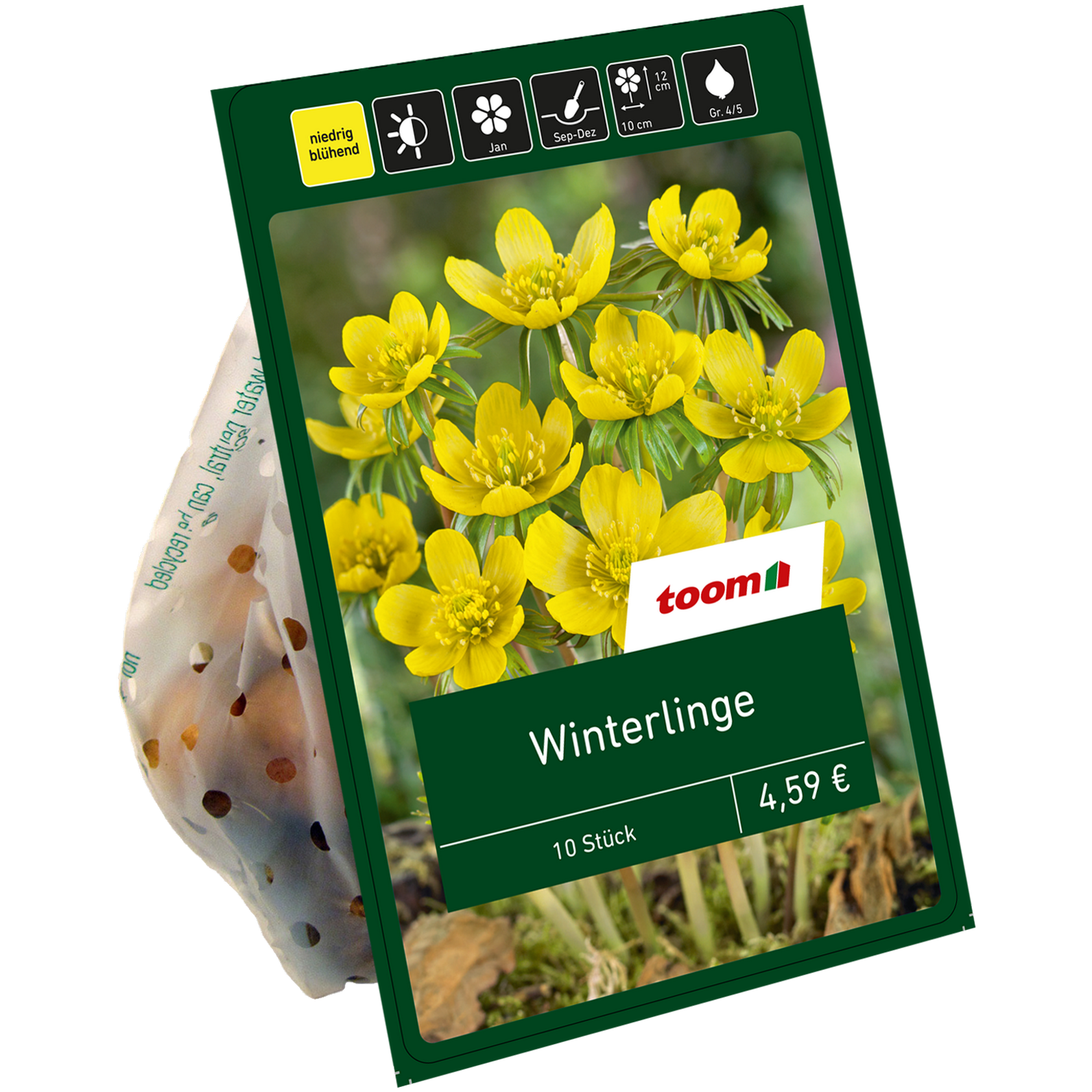 Winterlinge gelb 10 Zwiebeln + product picture
