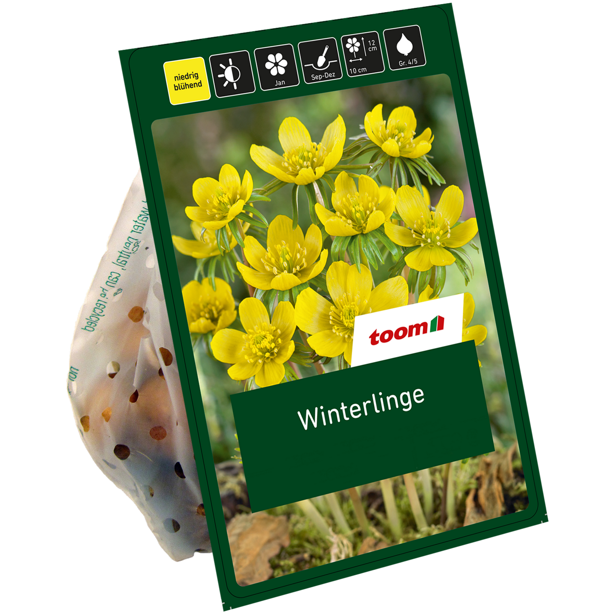 Winterlinge gelb 10 Zwiebeln
