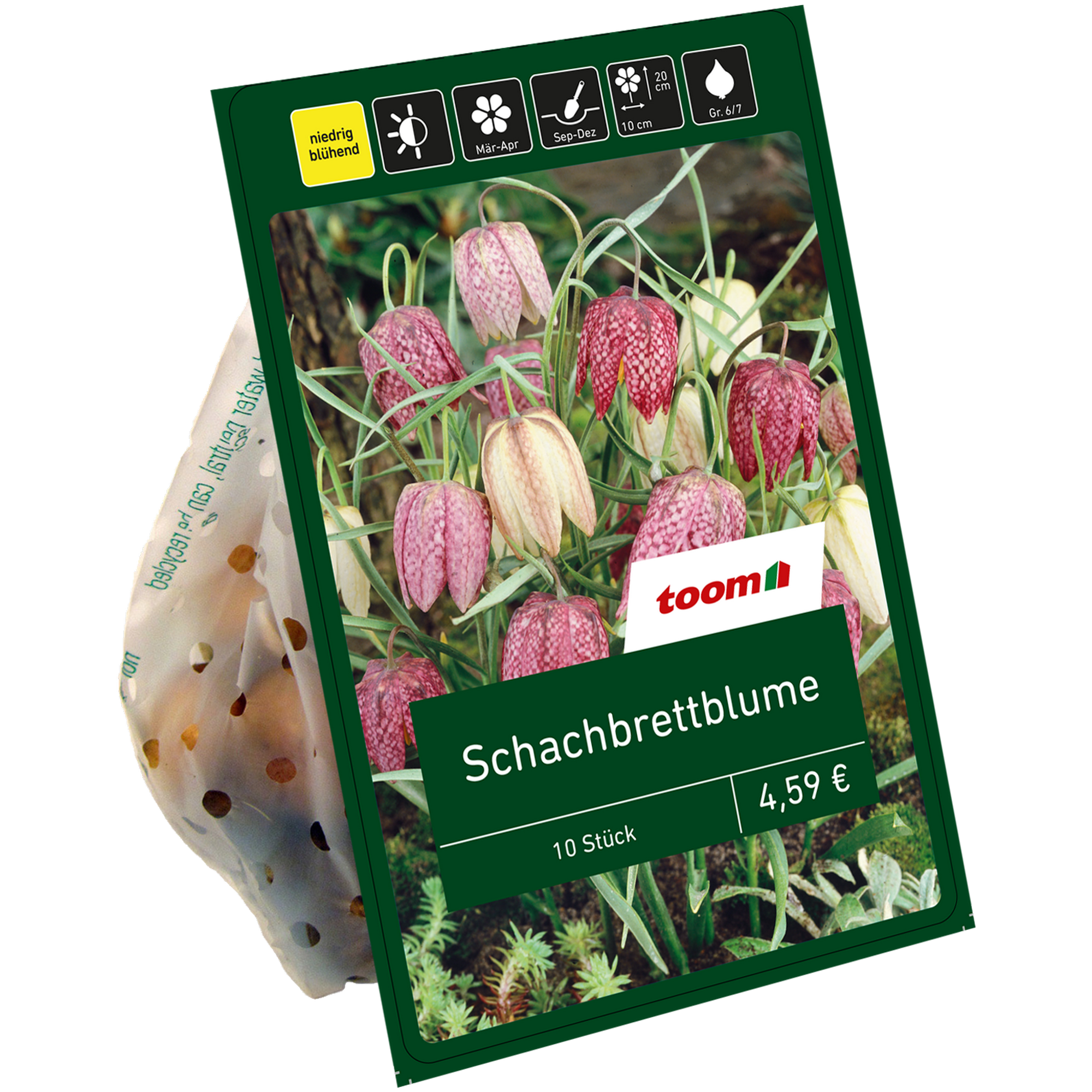 Schachbrettblume Mischung 10 Zwiebeln + product picture