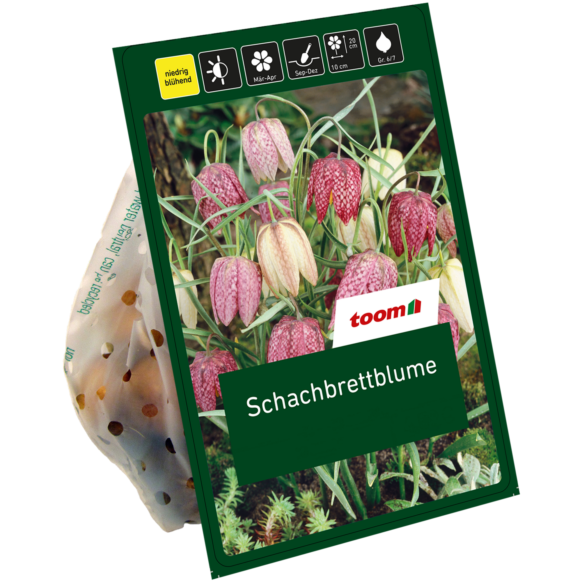 Schachbrettblume Mischung 10 Zwiebeln