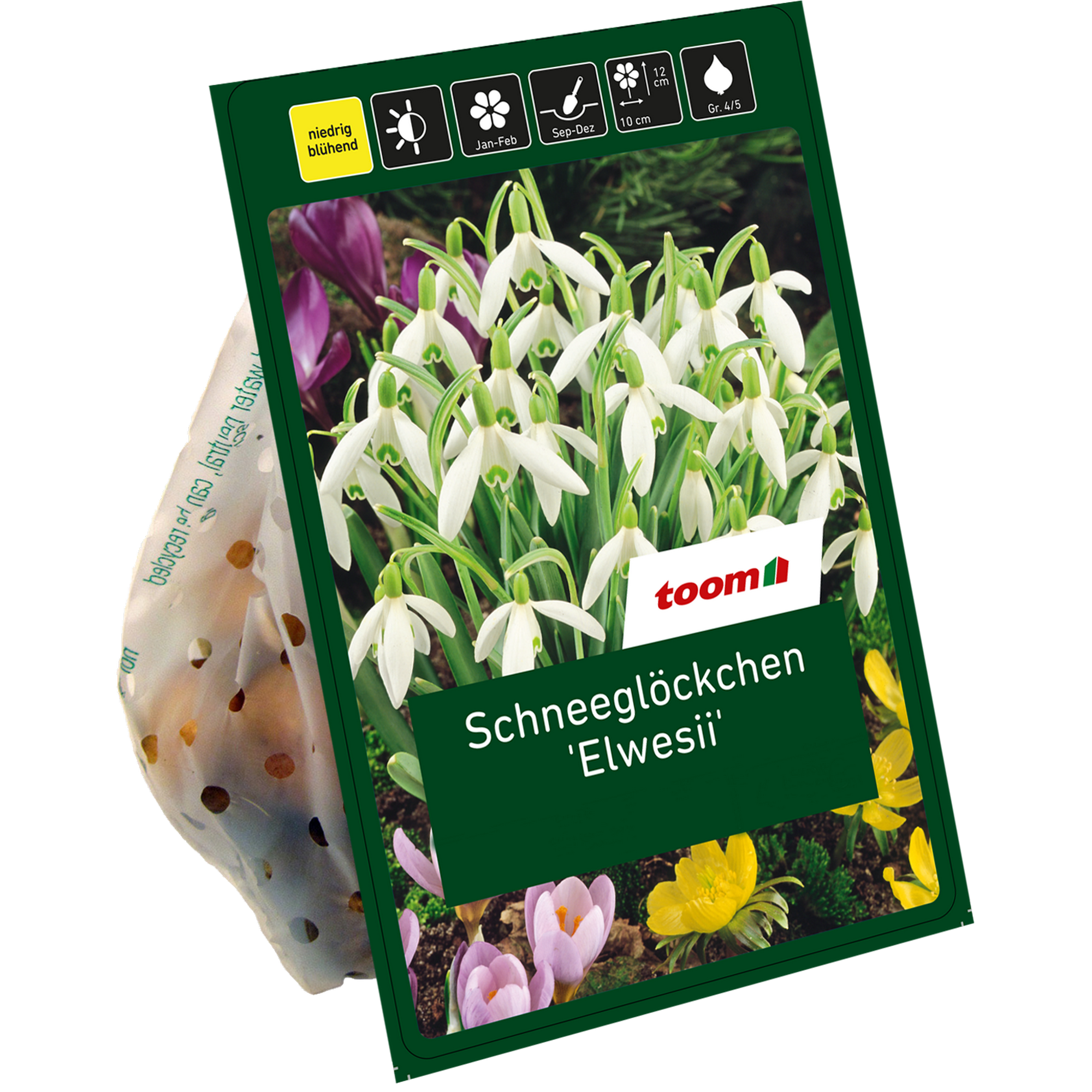 Schneeglöckchen 'Elwesii' weiß 7 Zwiebeln