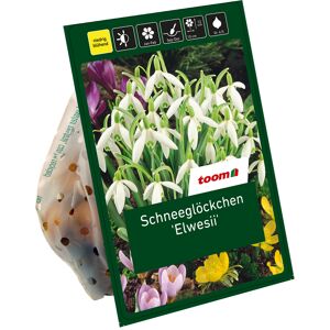 Schneeglöckchen 'Elwesii' weiß 7 Zwiebeln