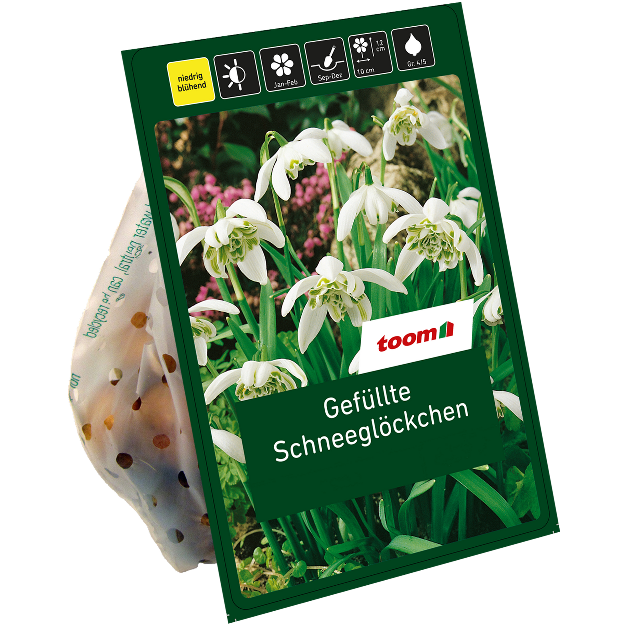 Schneeglöckchen 'Flore Pleno' weiß 7 Zwiebeln