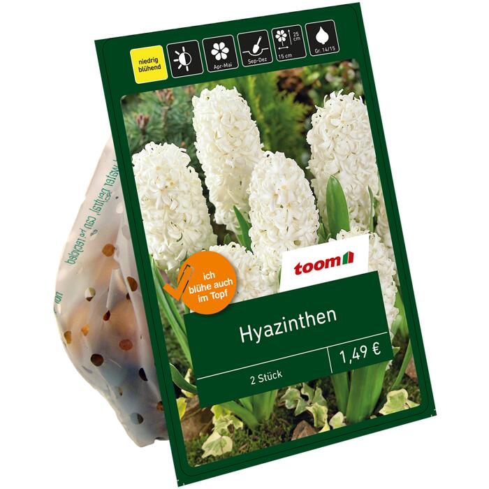 Toom Hyazinthen Weiss 2 Zwiebeln