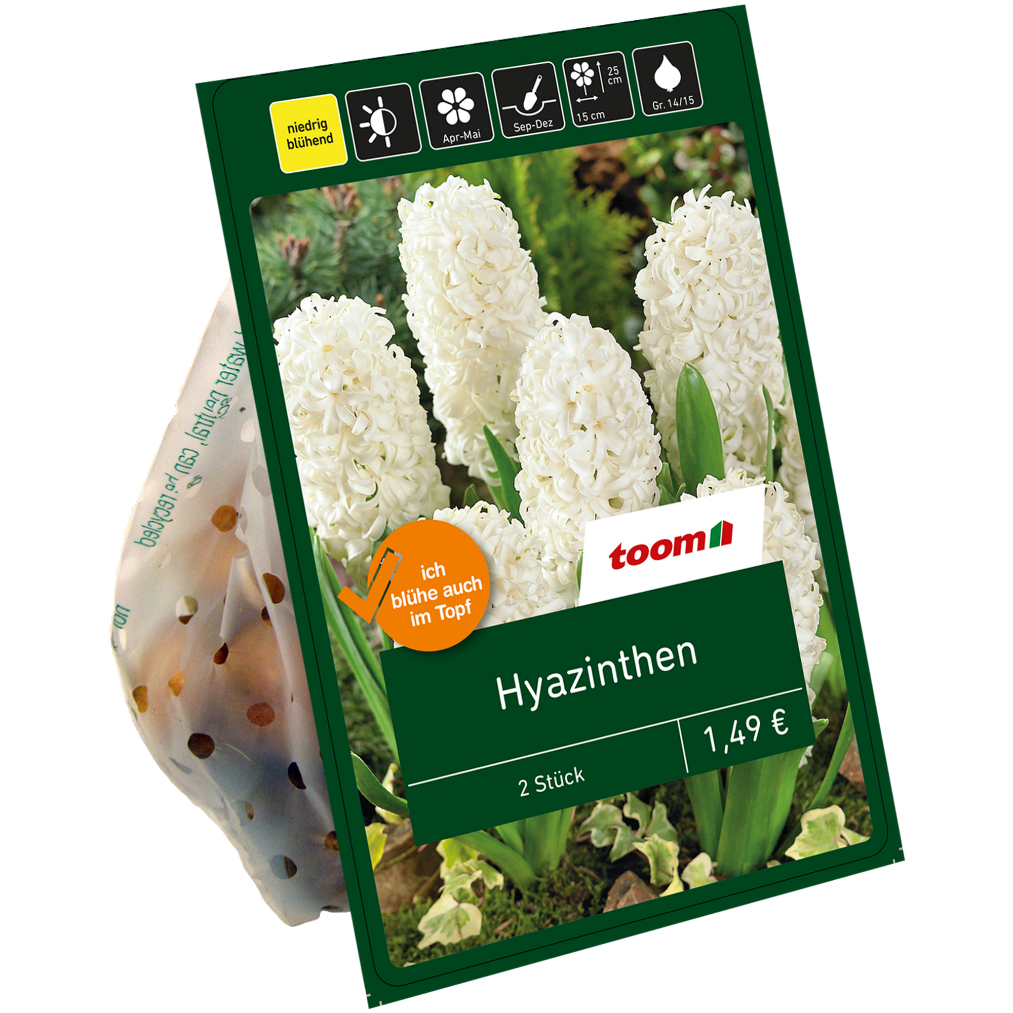 Hyazinthen weiß 2 Zwiebeln + product picture
