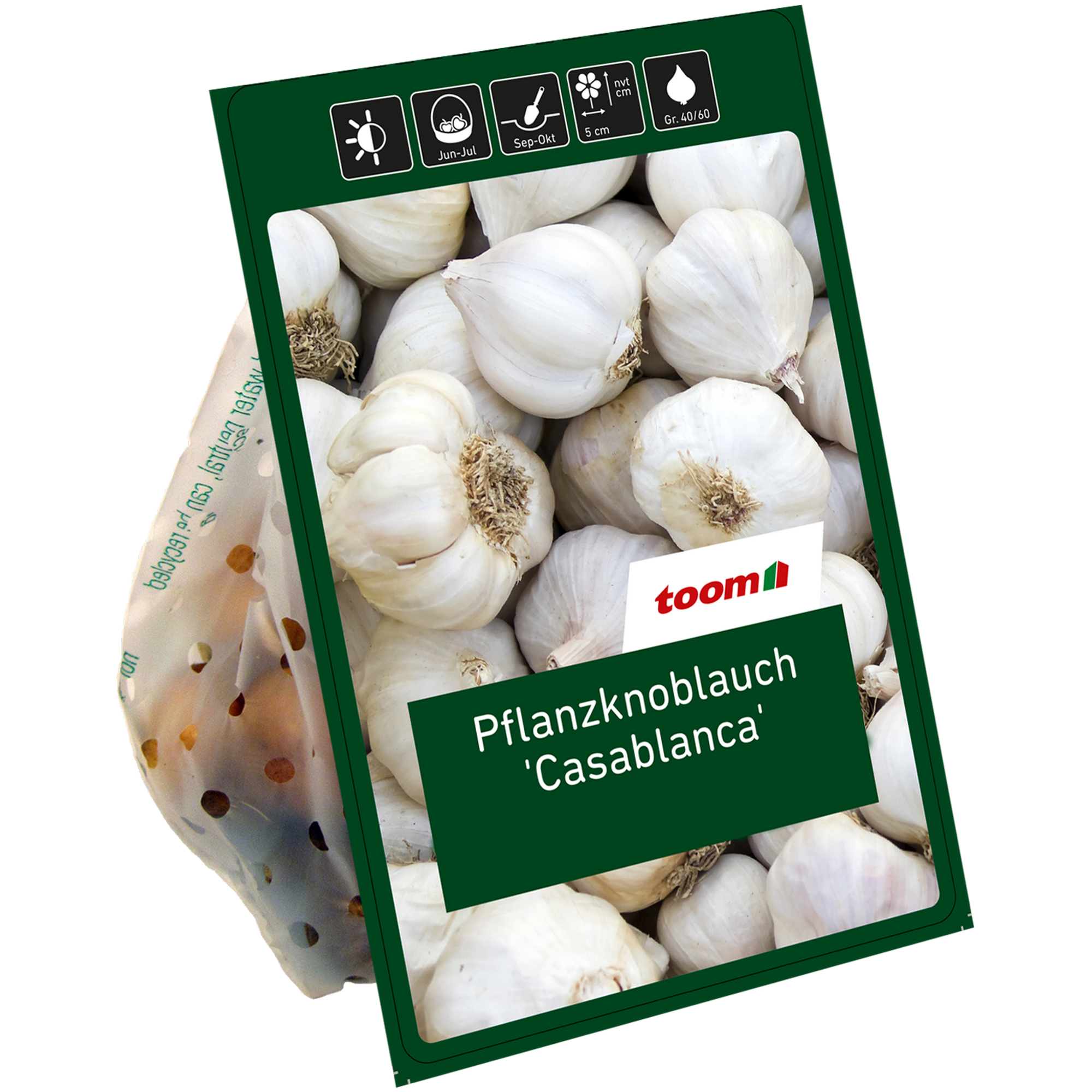 Knoblauch 'Casablanca' 3 Zwiebeln