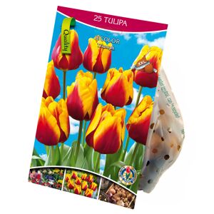 Triumph-Tulpen rot-gelb 25 XXL-Zwiebeln