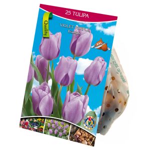 Triumph-Tulpen violett 25 XXL-Zwiebeln