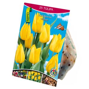 Triumph-Tulpen gelb 25 XXL-Zwiebeln