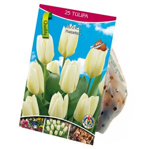 Fosteriana-Tulpen weiß 25 XXL-Zwiebeln