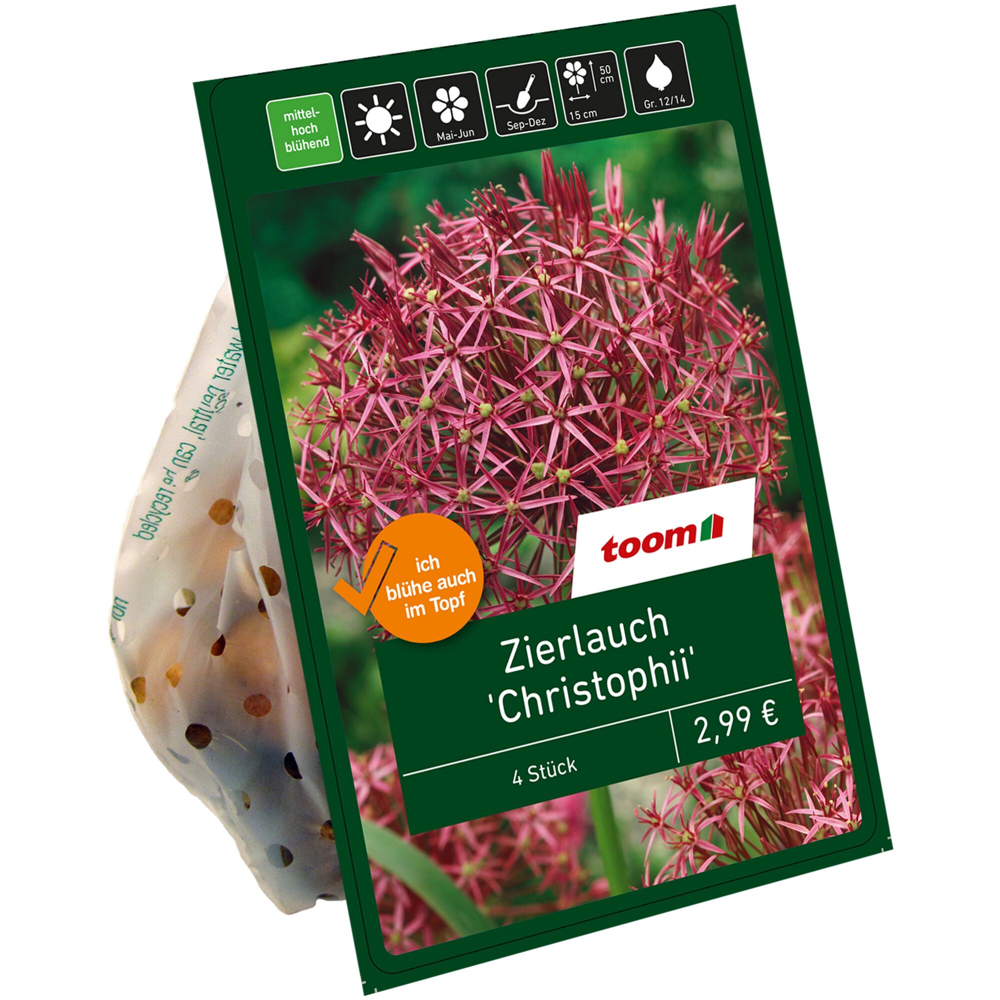 Zierlauch 'Christophii', 4 Stück, Toom