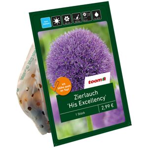 Zierlauch 'His Excellency' purpur 1 Zwiebel