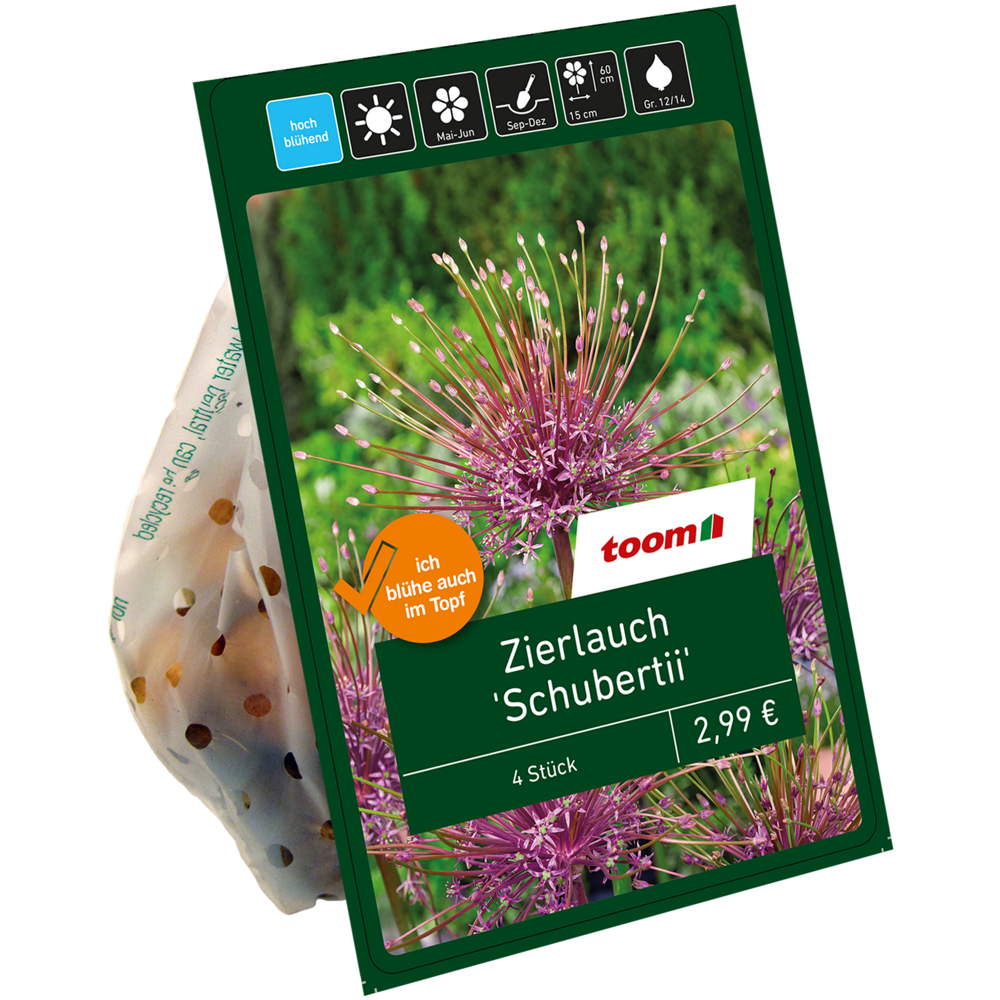 Zierlauch 'Schubertii' violett 4 Zwiebeln + product picture