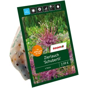 Zierlauch 'Schubertii' violett 4 Zwiebeln
