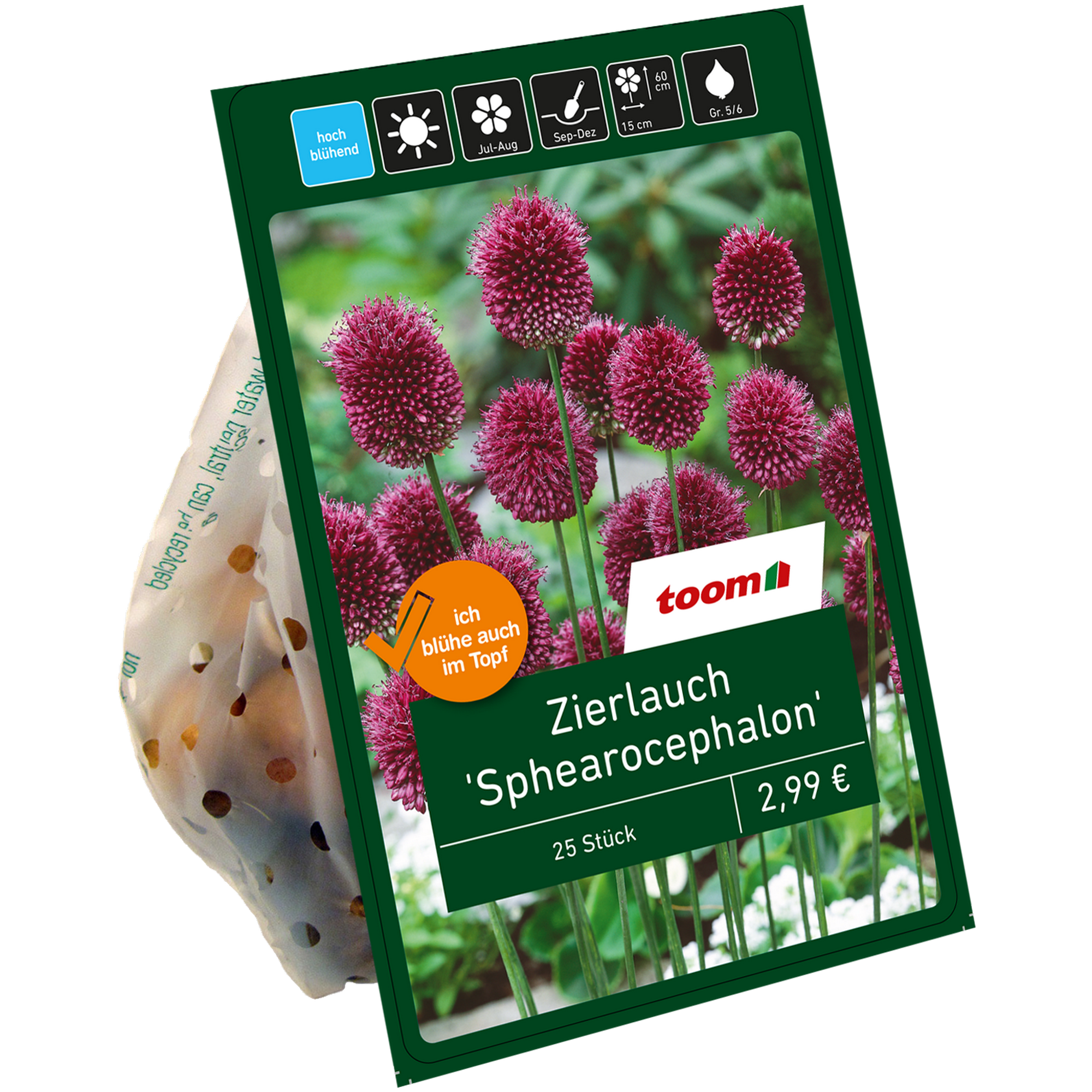 Zierlauch 'Sphearocephalon' violett 25 Zwiebeln + product picture