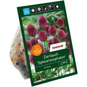 Zierlauch 'Sphearocephalon' violett 25 Zwiebeln