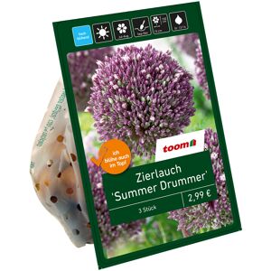 Zierlauch 'Summer Drummer' violett 3 Zwiebeln