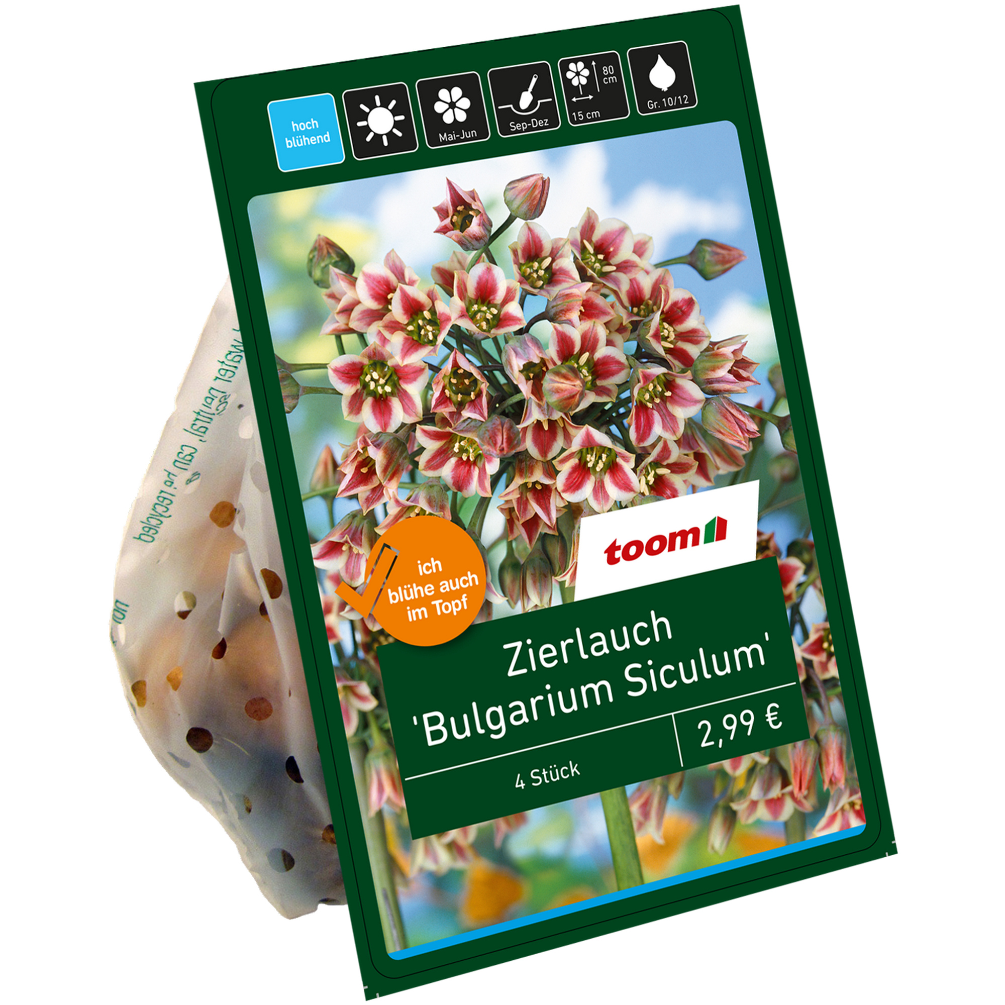 Zierlauch 'Bulgaricum-Siculum' rot-weiß 4 Zwiebeln + product picture