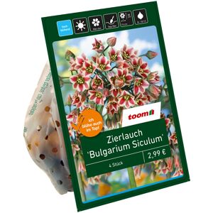 Zierlauch 'Bulgaricum-Siculum' rot-weiß 4 Zwiebeln