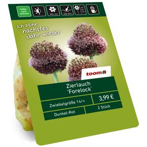 Zierlauch 'Forelock' rot 2 Zwiebeln