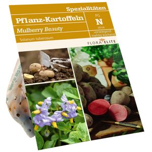 Pflanzkartoffeln 'Mulberry Beauty' 500 g