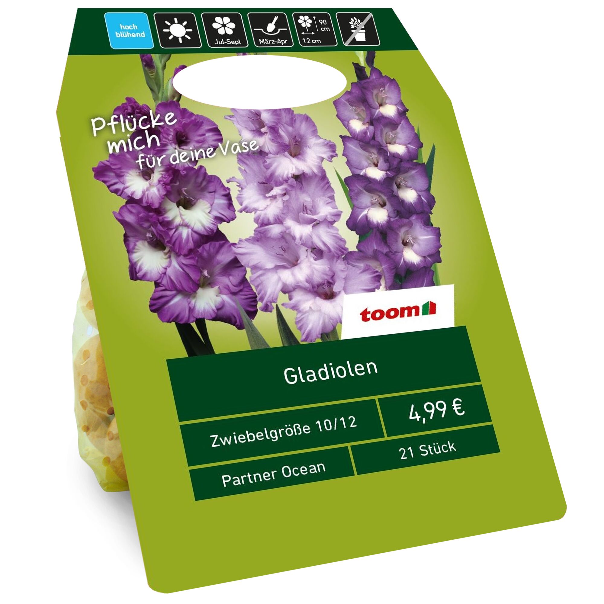 Gladiolenzwiebeln Partner Ocean von Toom