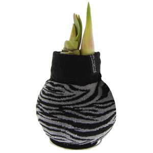 Amaryllis gewachst im Söckchen 'Zebra' grau/schwarz