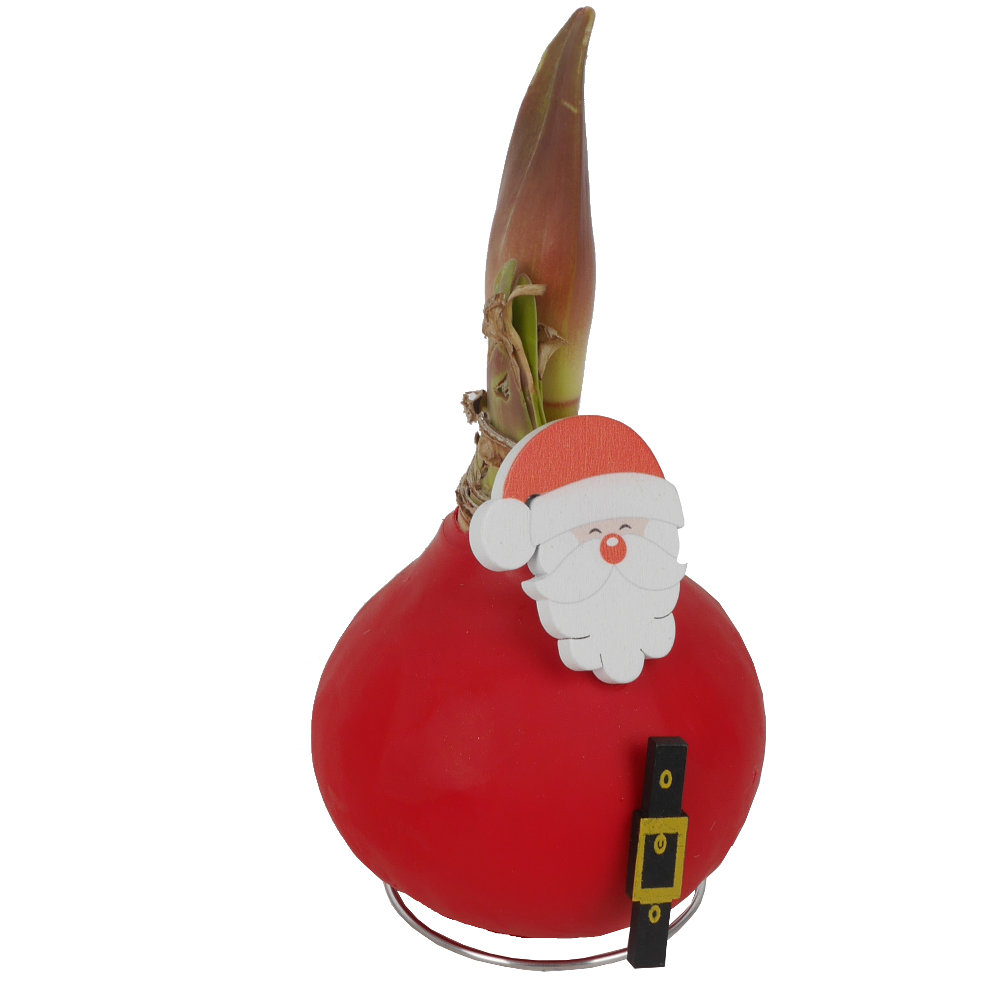 Amaryllis gewachst 'Christmas Wax'