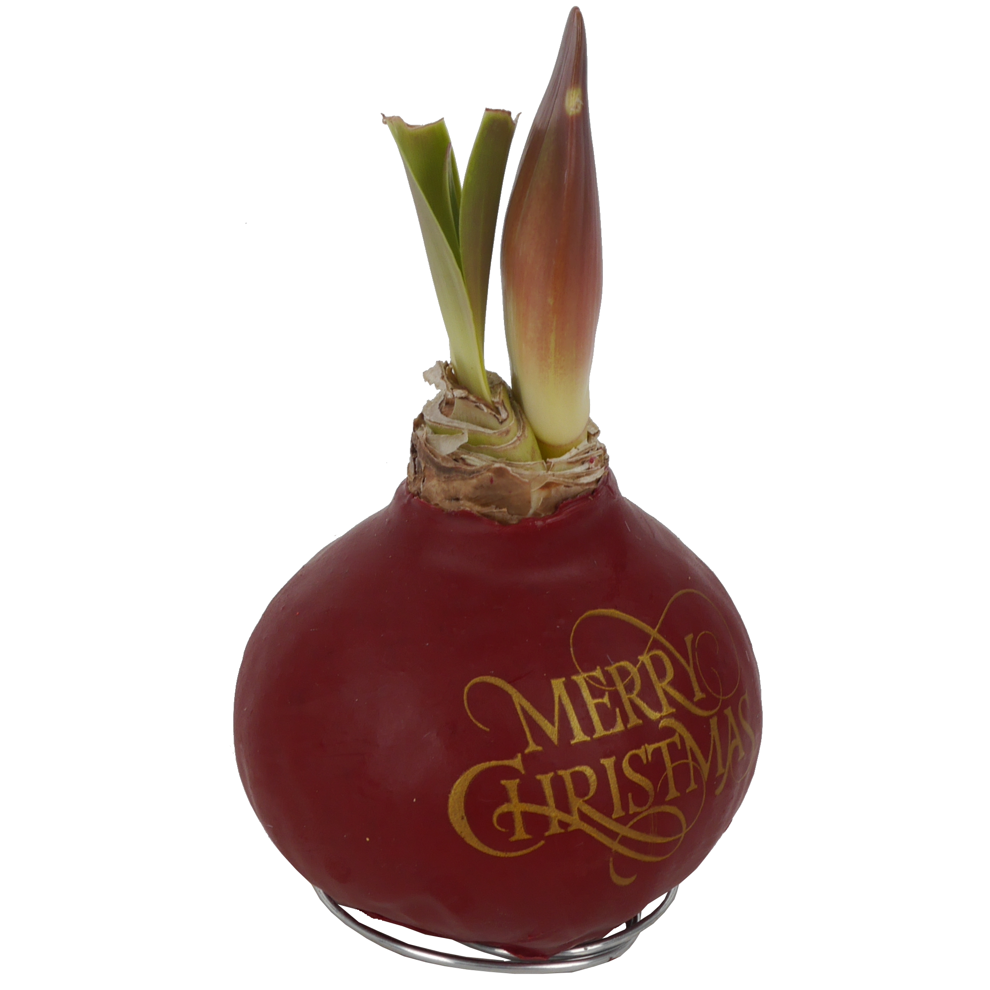 Amaryllis gewachst 'Christmas Wax'