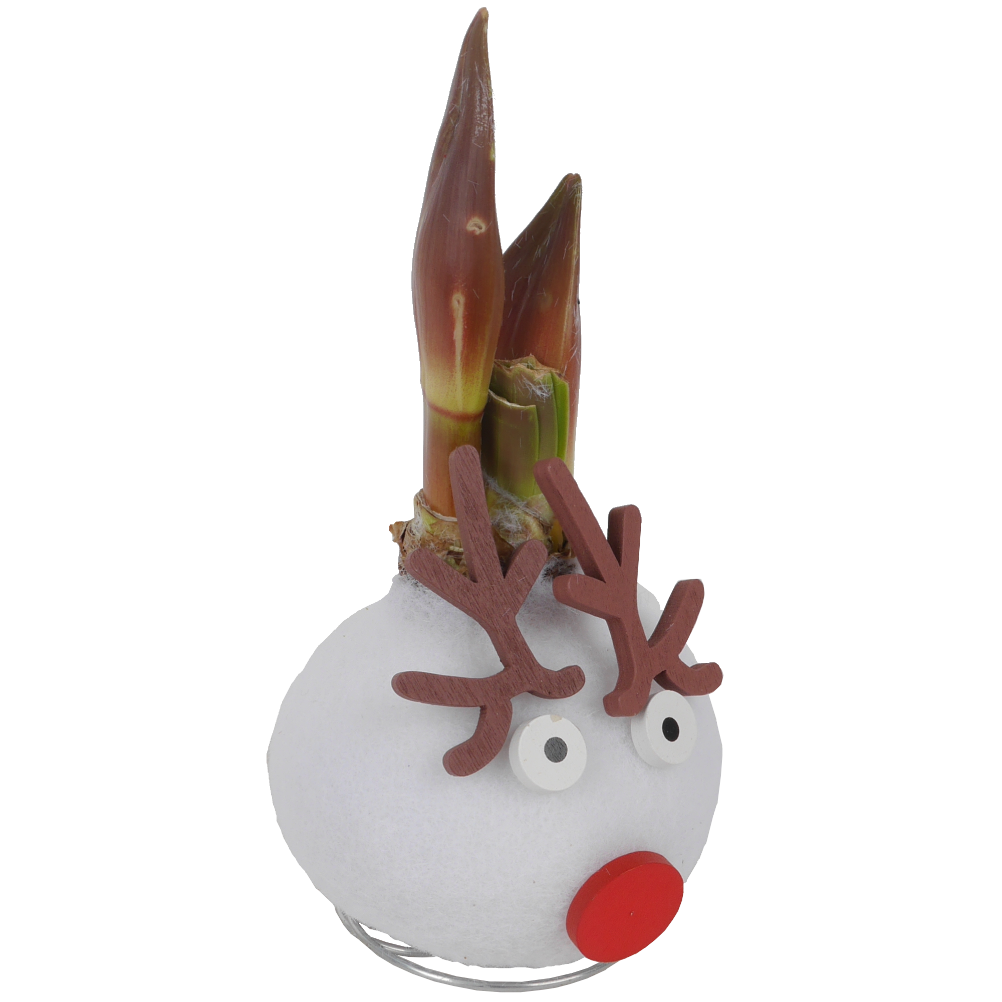 Amaryllis gewachst 'Christmas Wax'