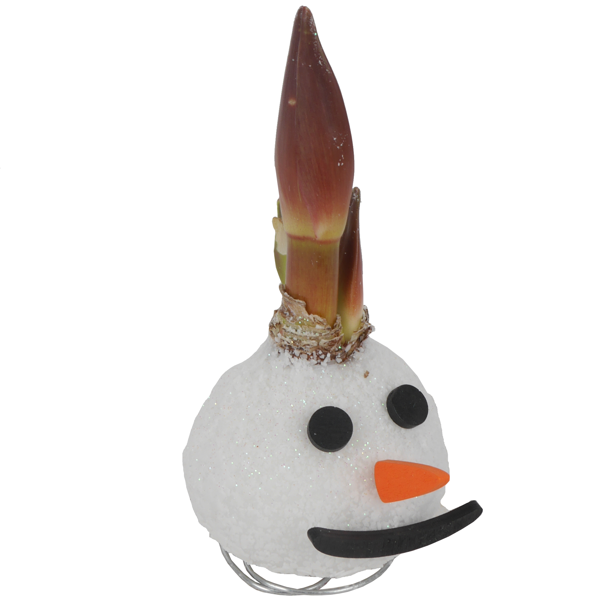 Amaryllis gewachst 'Christmas Wax'