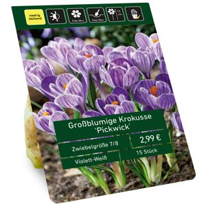 Großblumiger Krokus 'Pickwick' violett 15 Zwiebeln