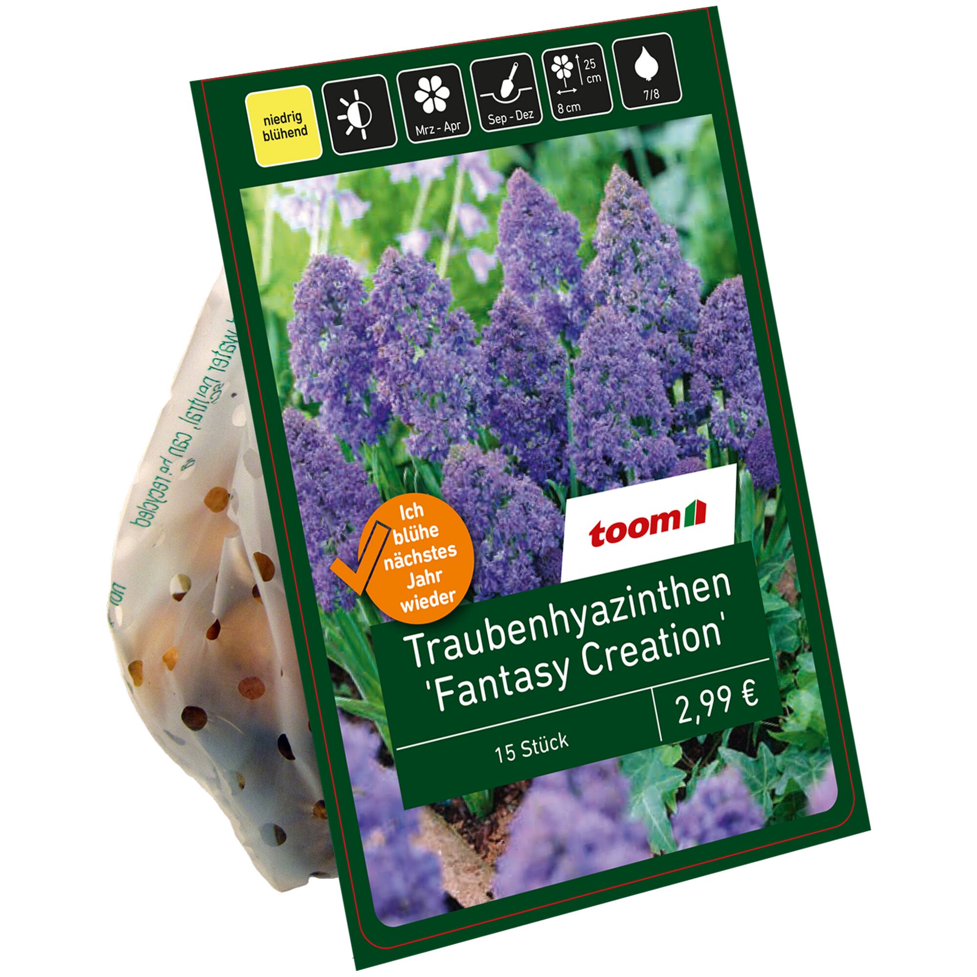 Traubenhyazinthen 'Fantasy Creation', 15 Stück